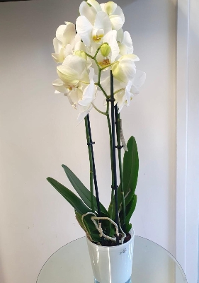 Phalaenopsis orchid plant