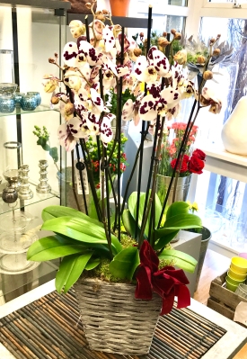 Luxury Phalaenopsis Orchid Planter