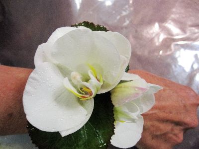 Phalaenopsis Wrist Corsage