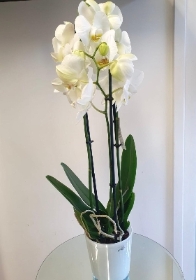 Phalaenopsis orchid plant